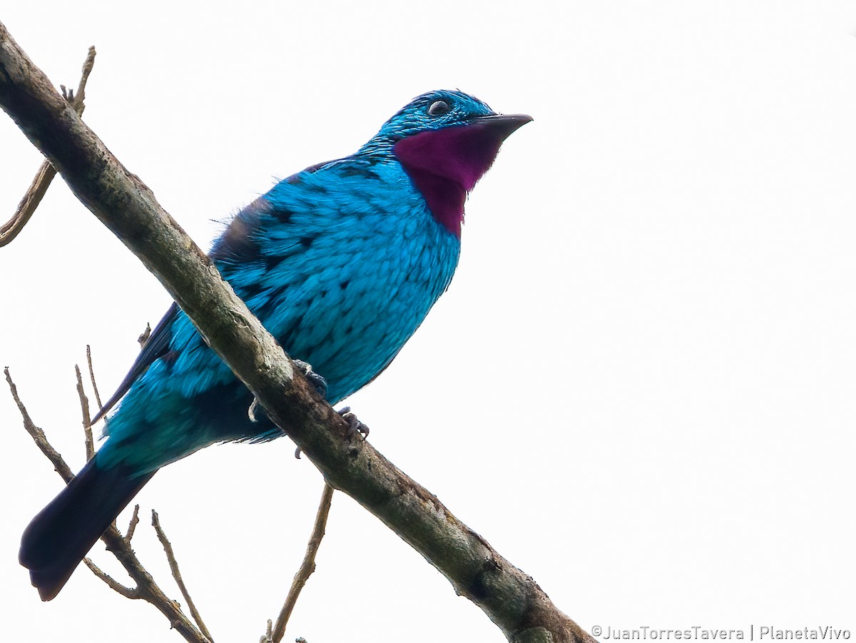 Spangled Cotinga - ML618668613