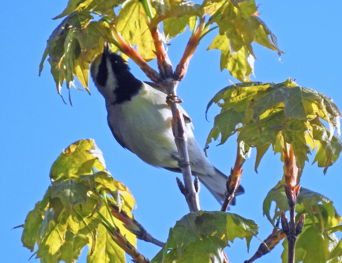 Golden-winged Warbler - Theresa Dobko