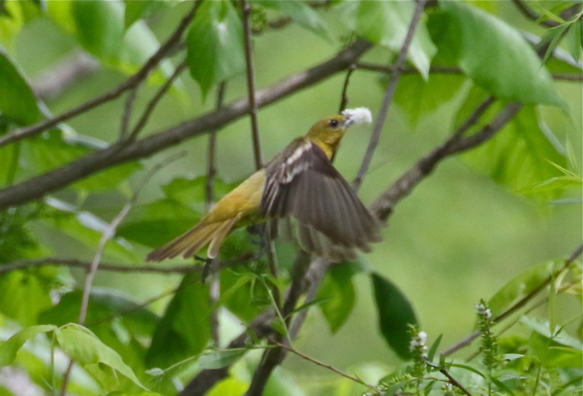 Orchard Oriole - Bill Hill