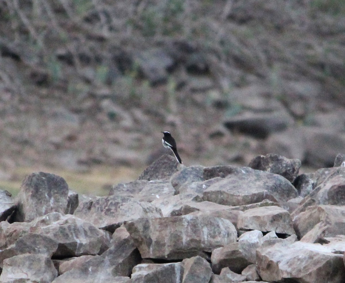 White-browed Wagtail - Deepak Meena