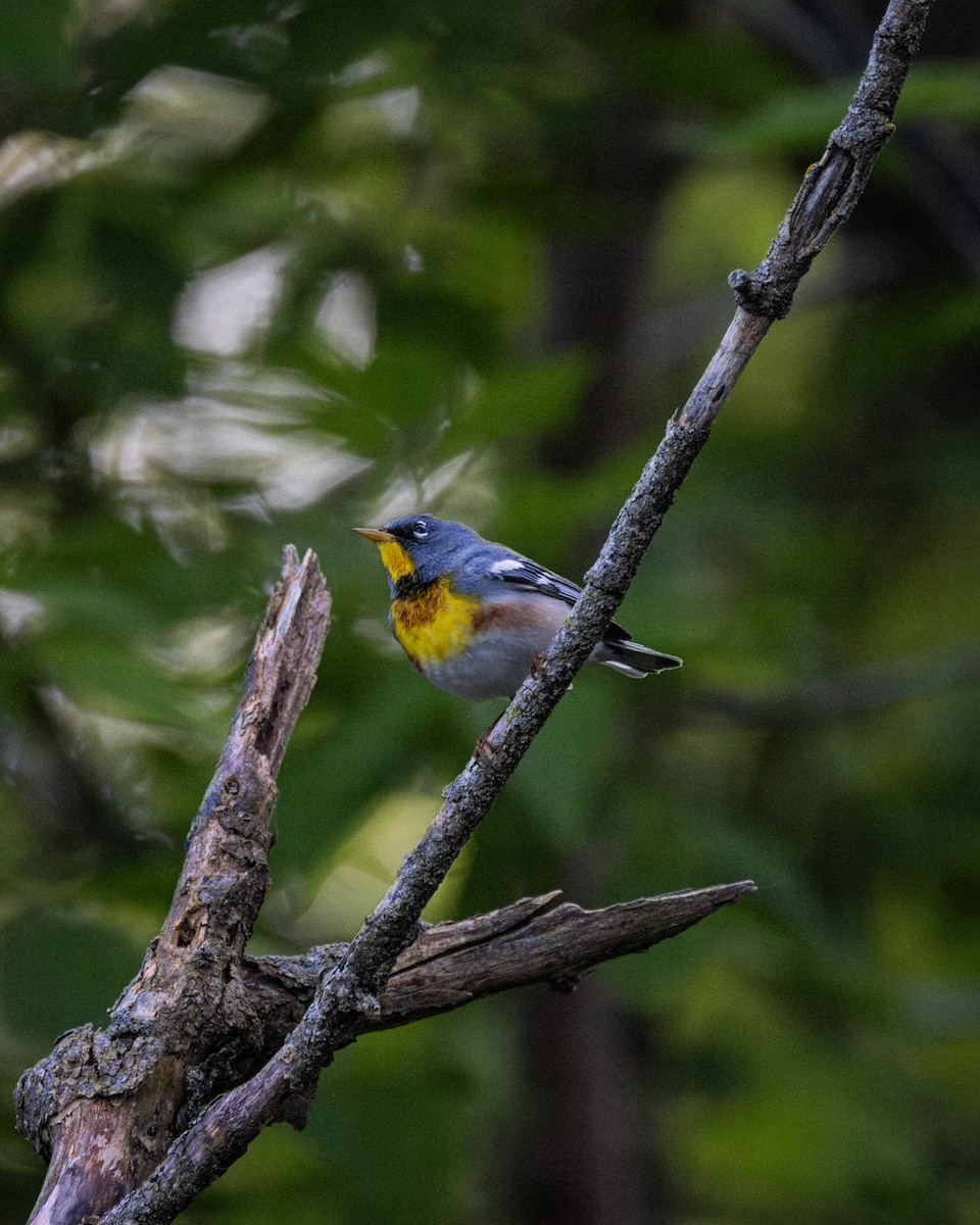 Northern Parula - David Jennings