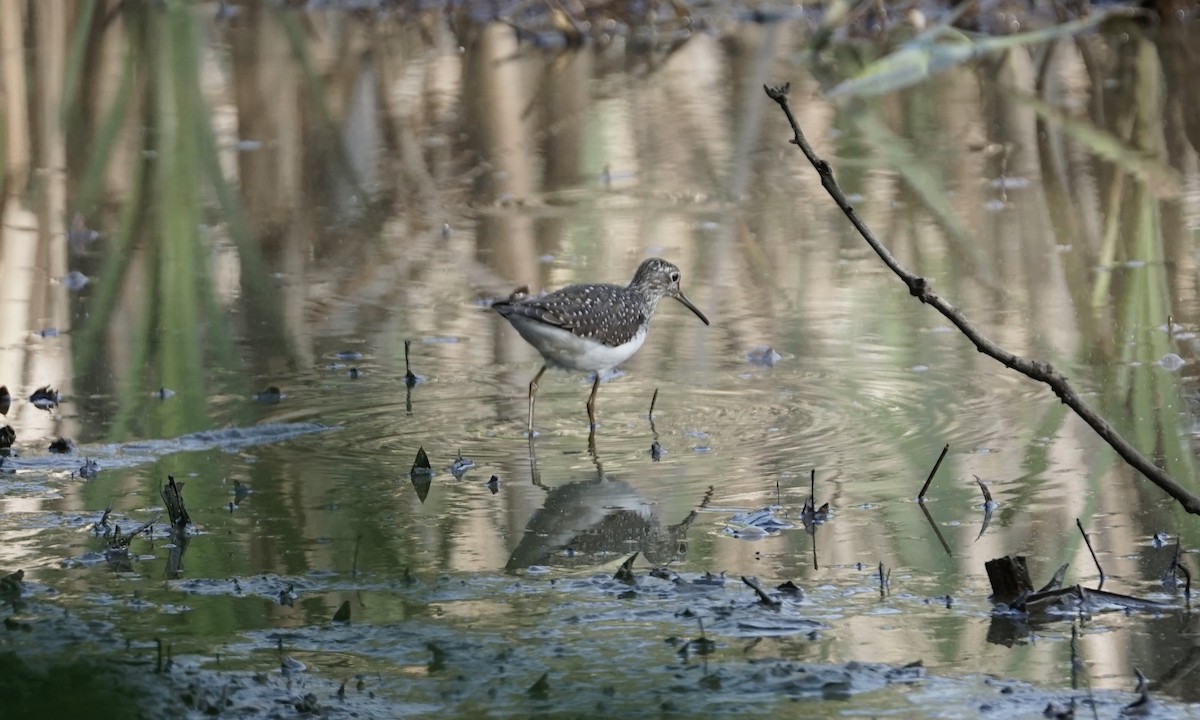 Solitary Sandpiper - Leda Gao