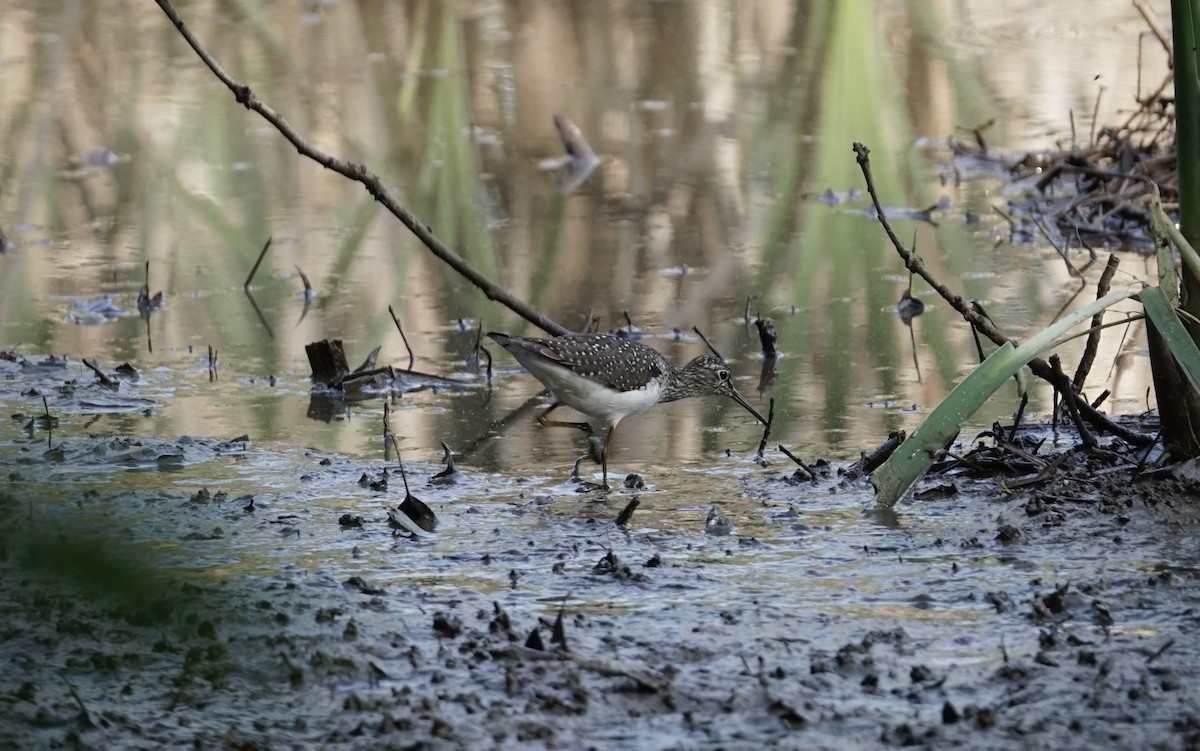 Solitary Sandpiper - Leda Gao