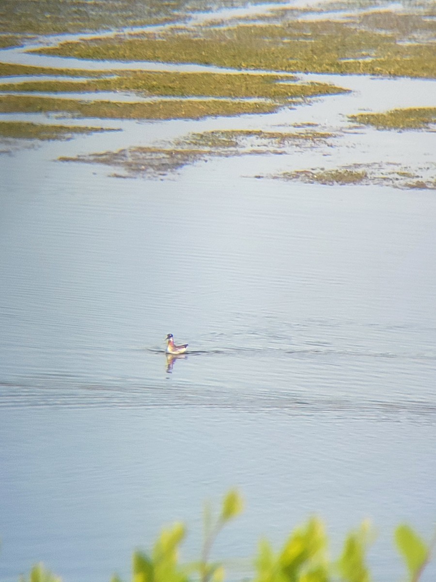 Phalarope à bec étroit - ML618668667