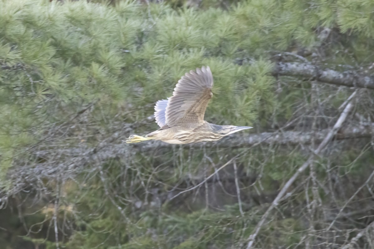 American Bittern - ML618668679