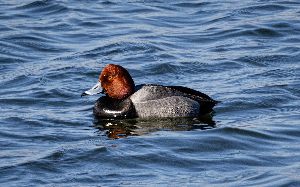 Redhead - ML618668700