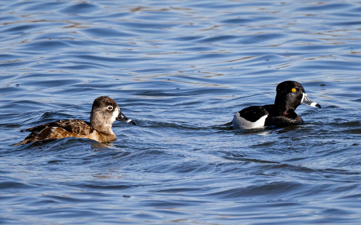 Ring-necked Duck - ML618668712