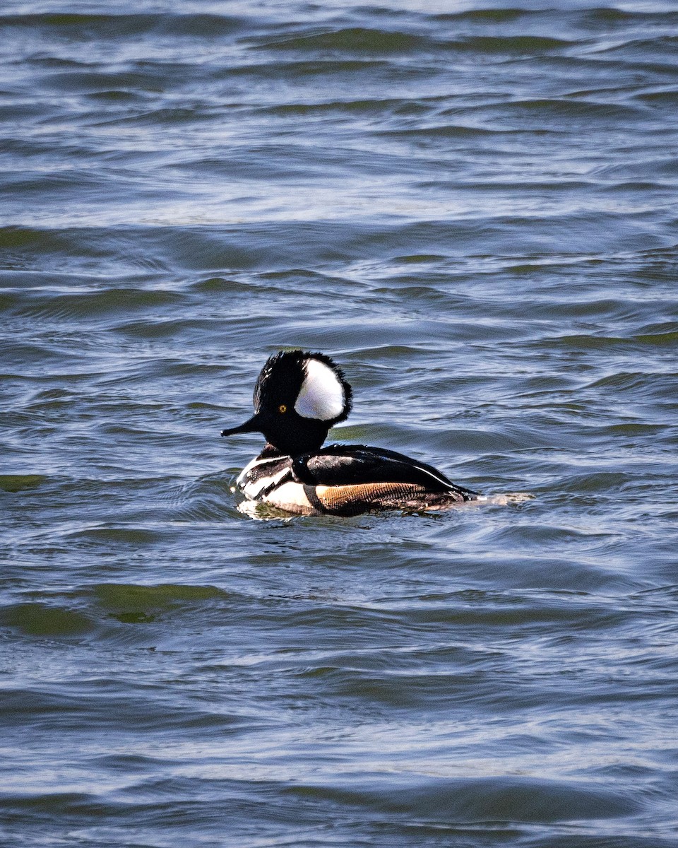 Hooded Merganser - David Jennings