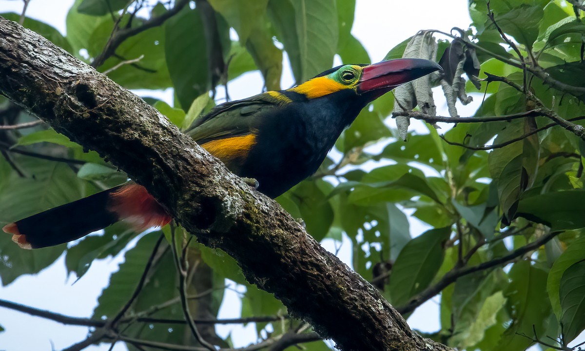 Golden-collared Toucanet - ML618668726