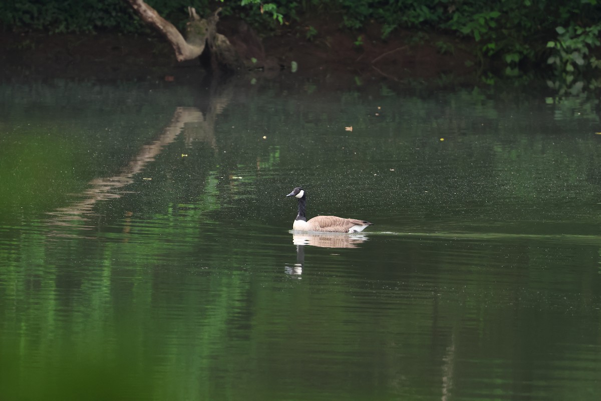 Canada Goose - Nico Heyning