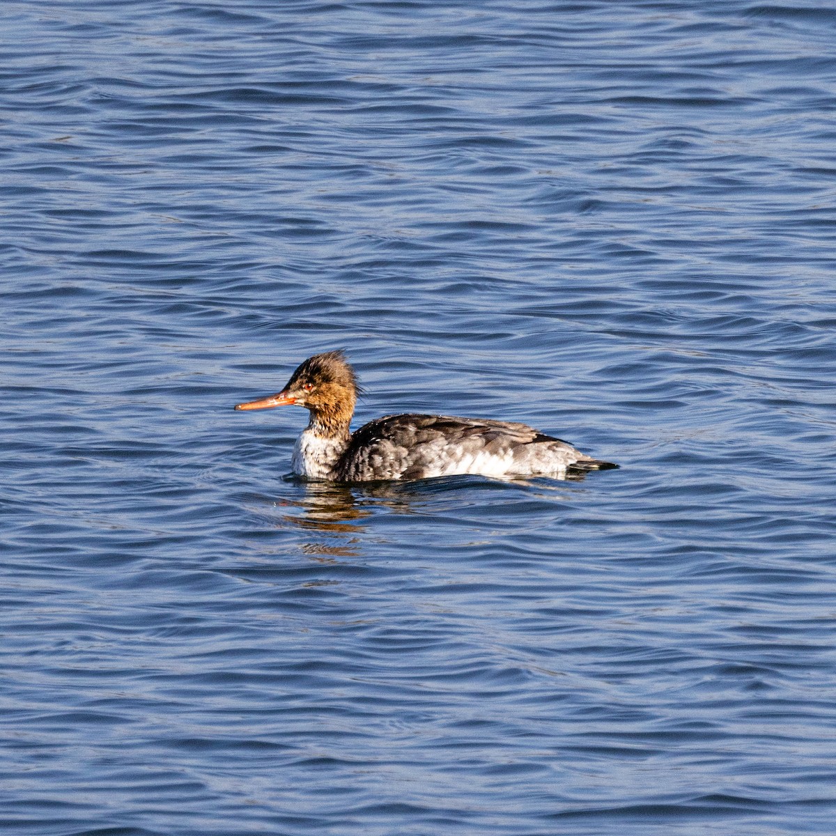 Red-breasted Merganser - ML618668734