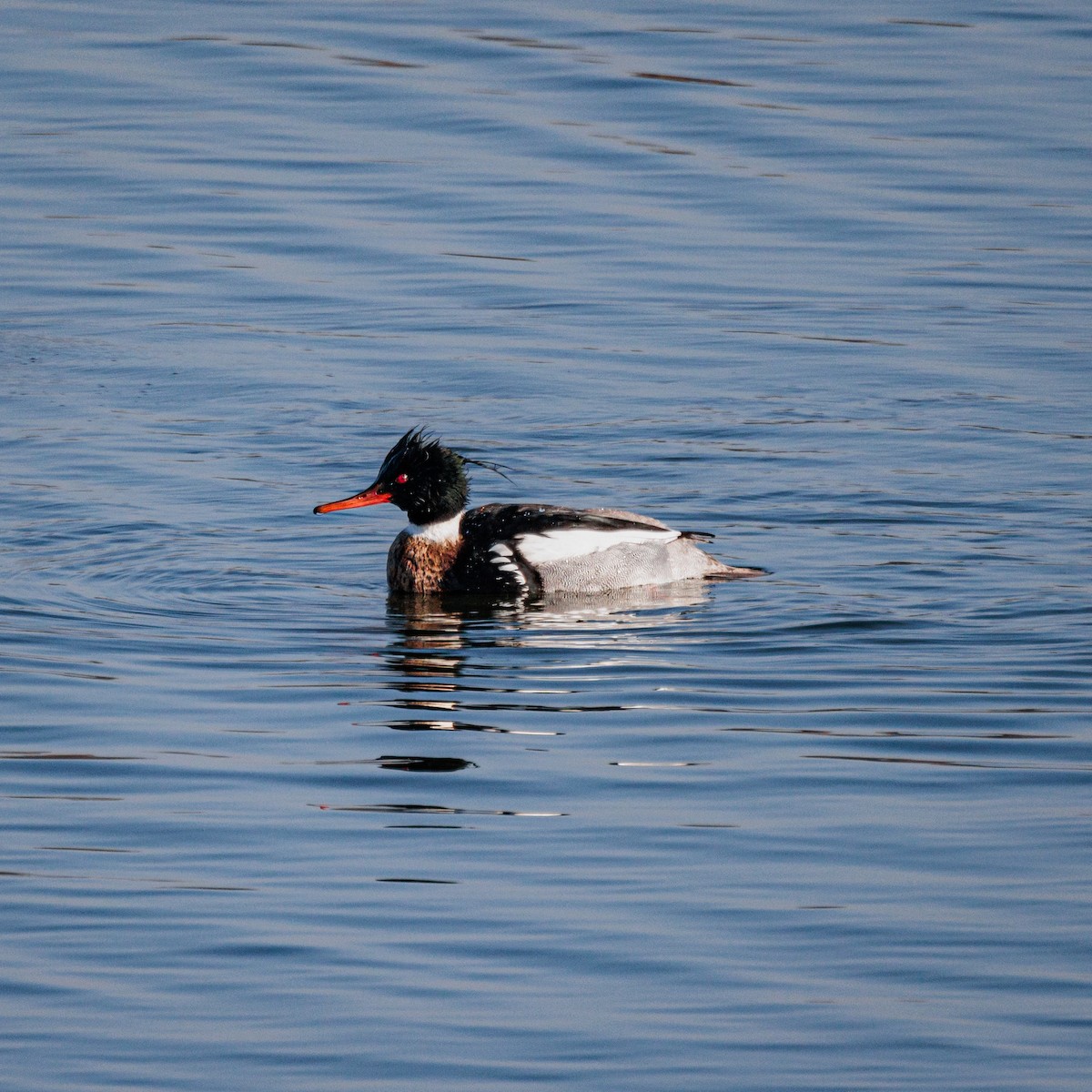 Red-breasted Merganser - ML618668735