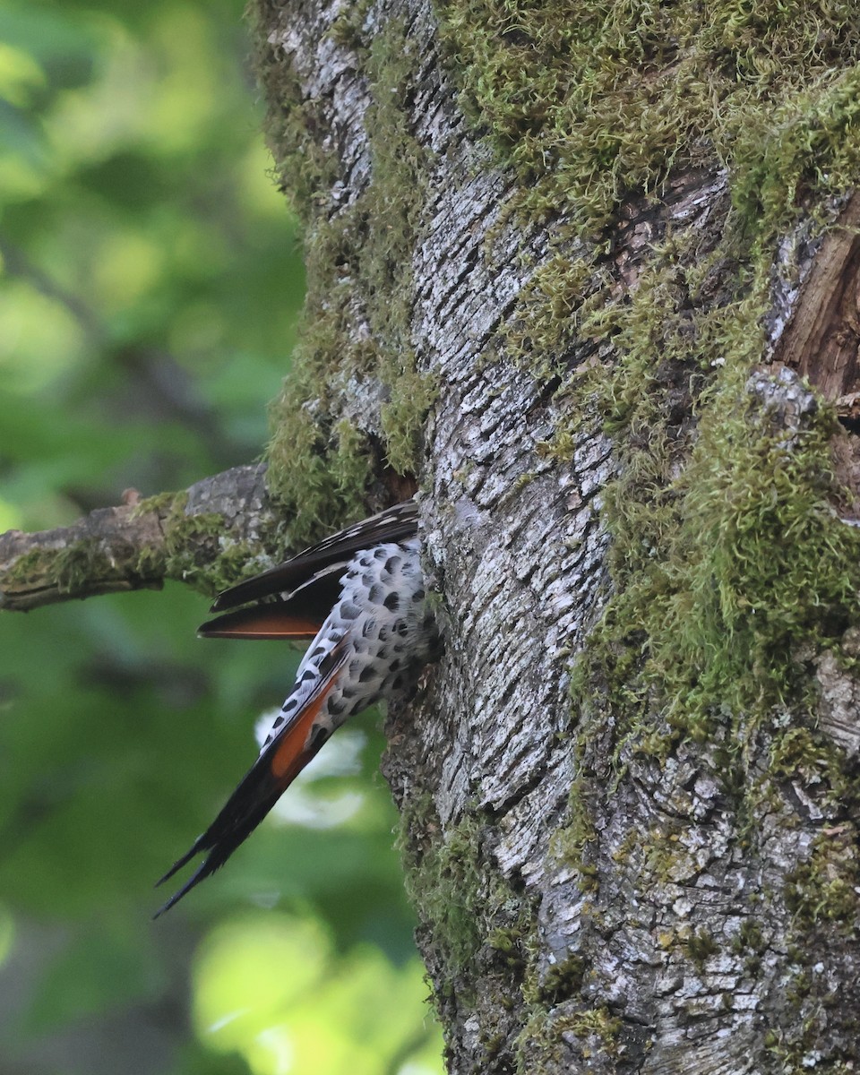 Northern Flicker (Red-shafted) - Doug Cooper