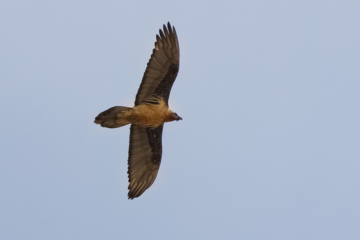 Bearded Vulture - Özgür Özdemir