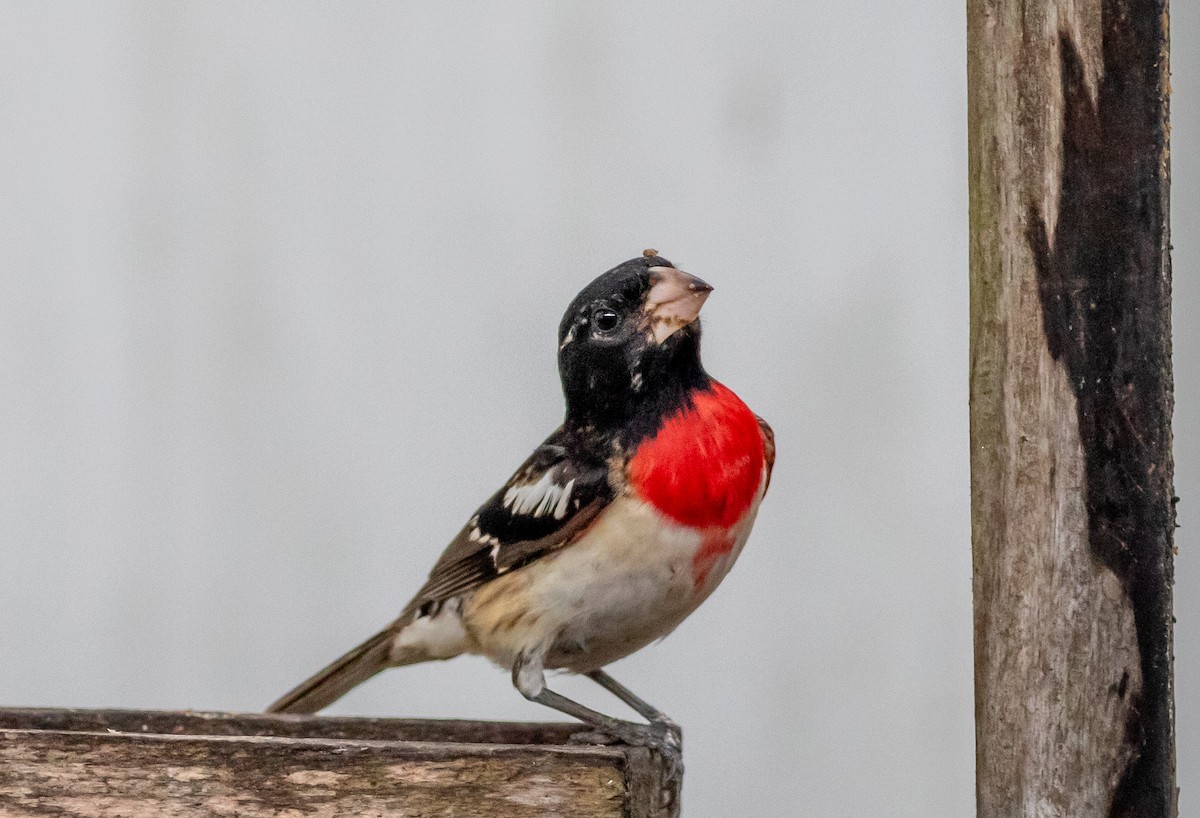 Rose-breasted Grosbeak - ML618668807