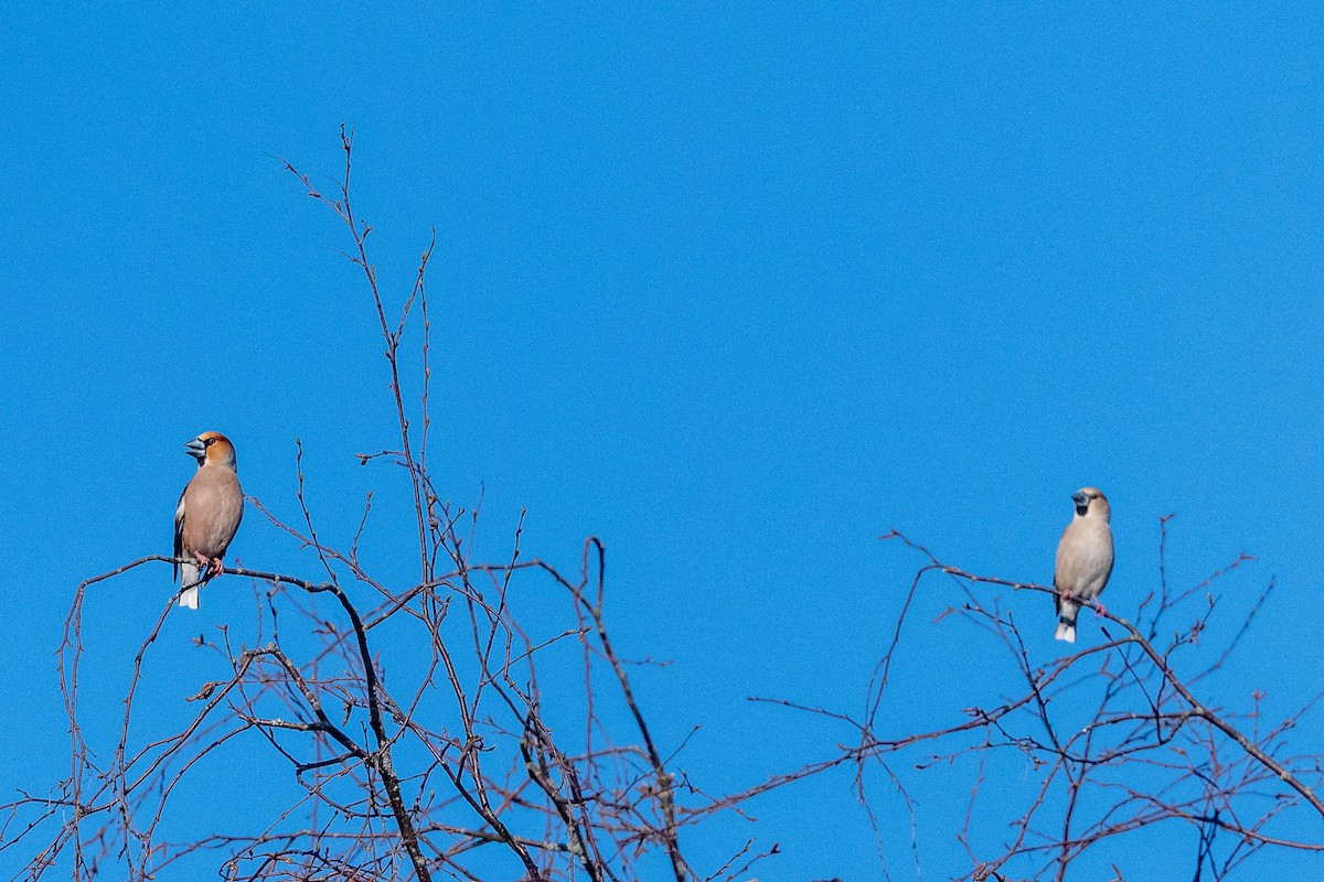 Hawfinch - ML618668841