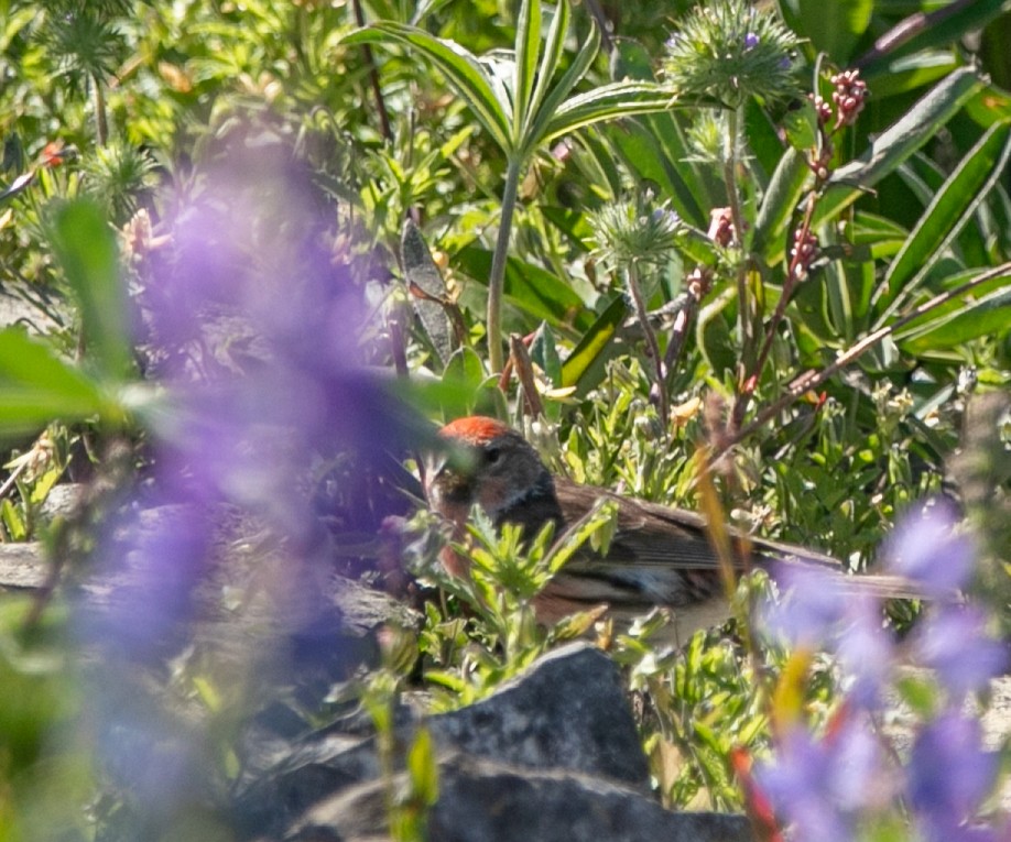 Lesser Redpoll - Hoeckman's Wildlife