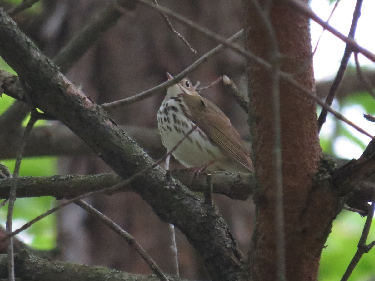 Ovenbird - ML618668844