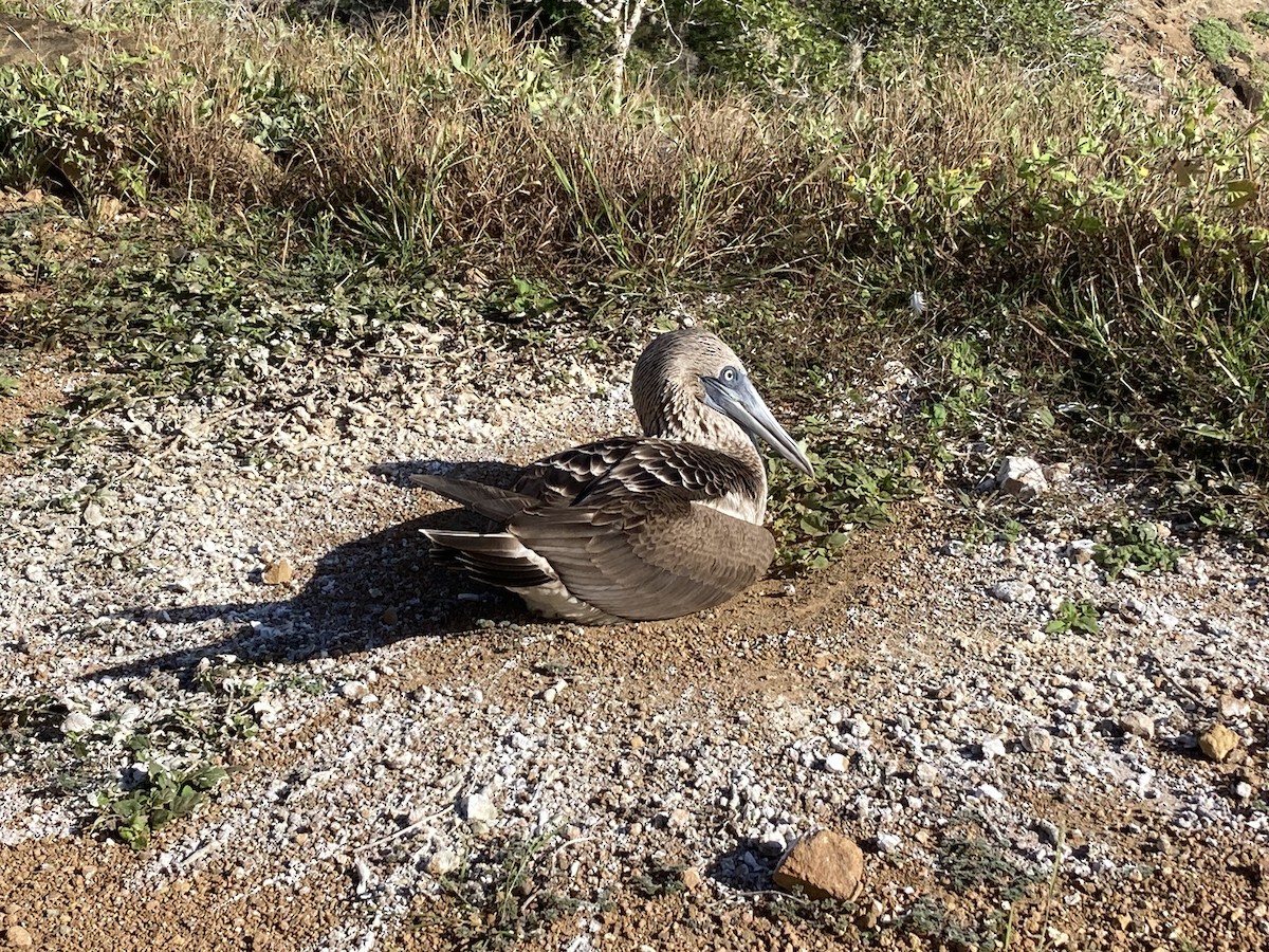 Blue-footed Booby - ML618668866