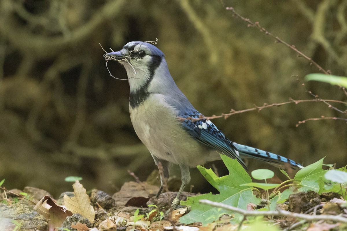 Blue Jay - Megan Kasprzak