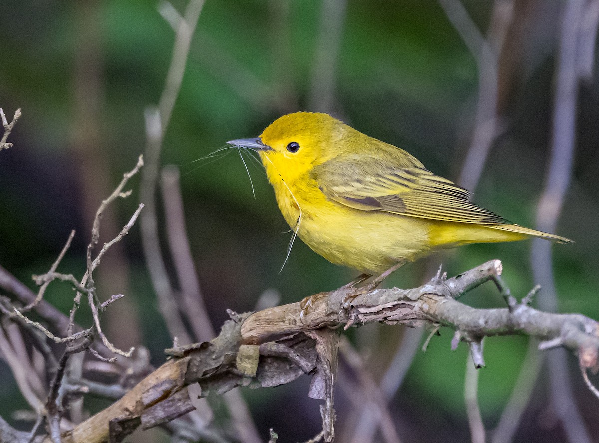 Yellow Warbler - ML618668900