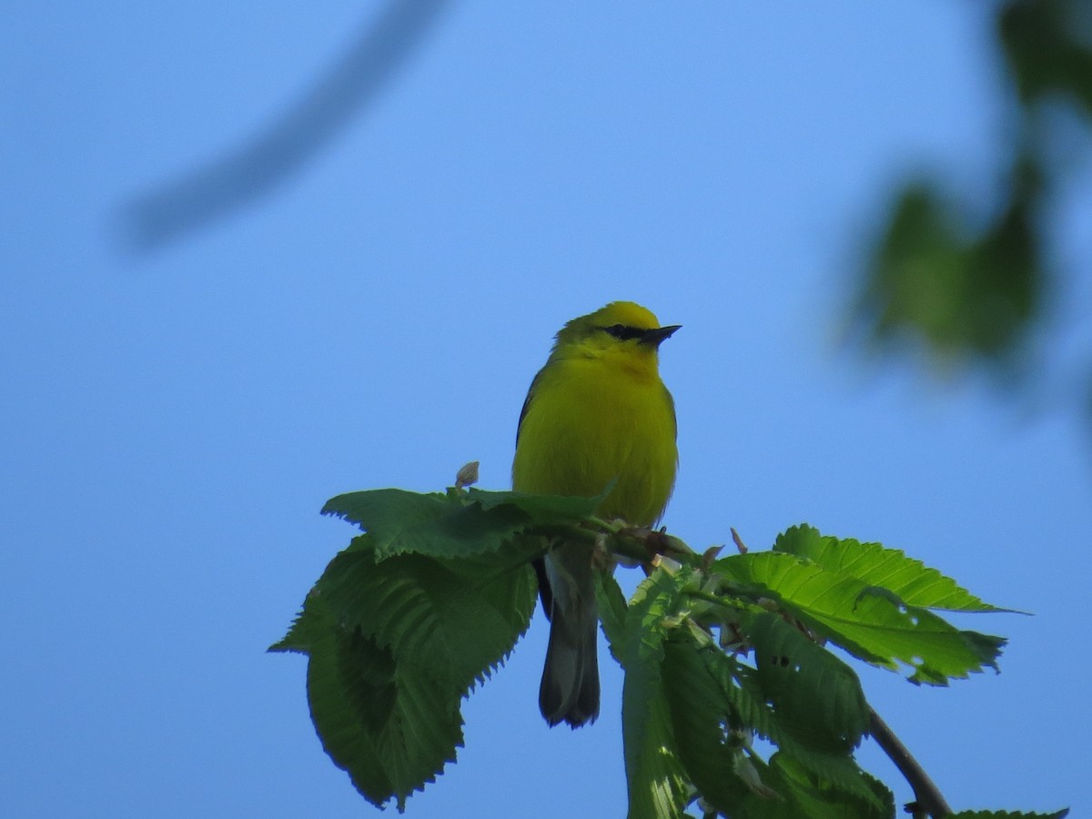 Blue-winged Warbler - Benjamin Althouse