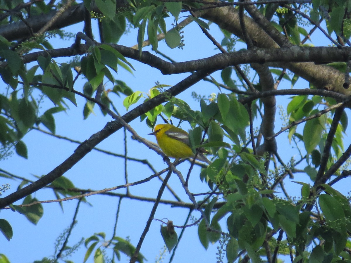 Blue-winged Warbler - ML618668913