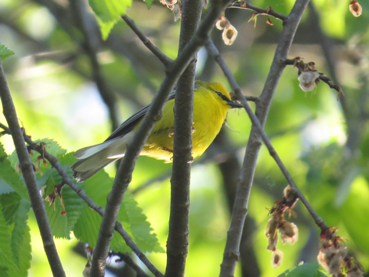 Blue-winged Warbler - Benjamin Althouse