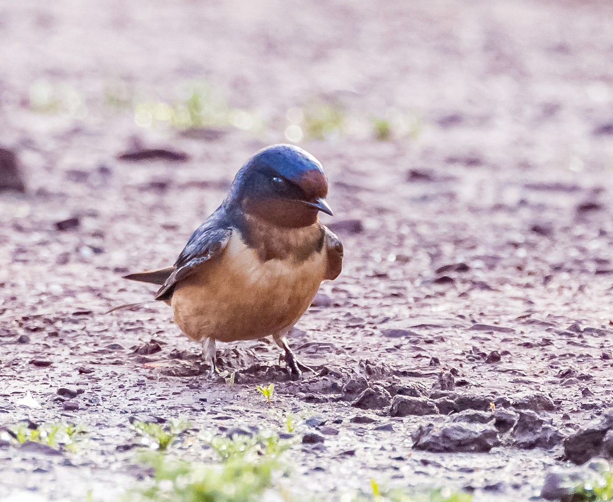 Barn Swallow - Mike Murphy