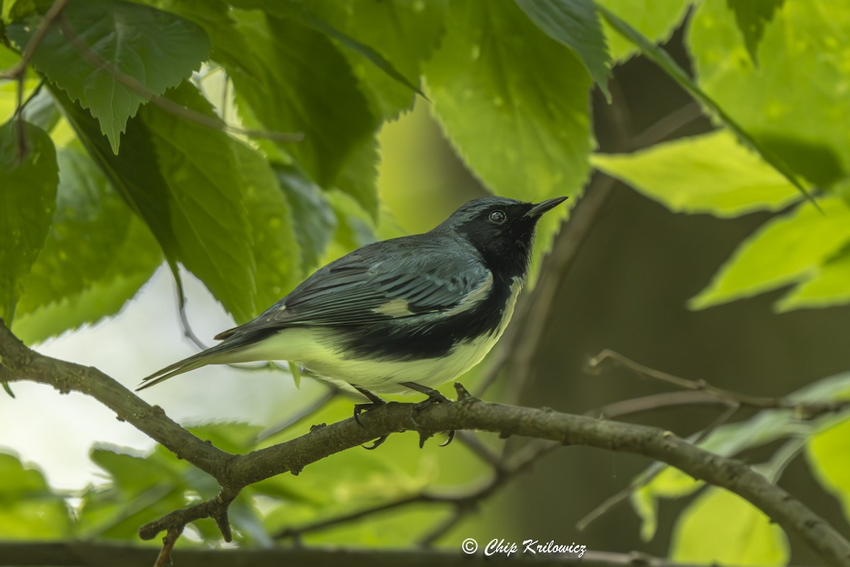 Black-throated Blue Warbler - Chip Krilowicz
