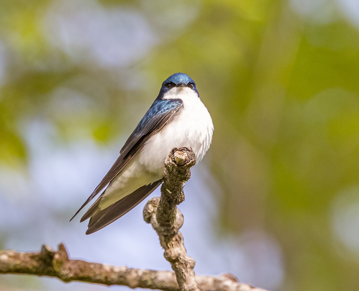 Tree Swallow - ML618668931