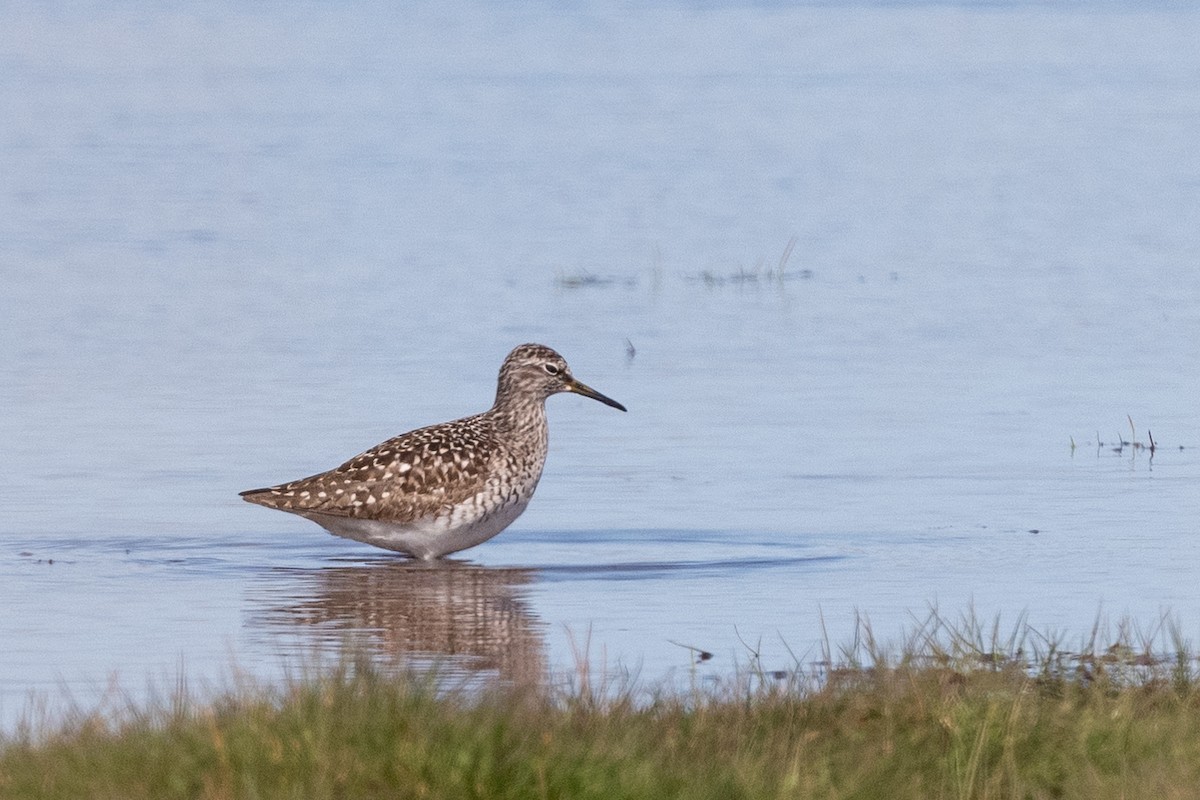 Wood Sandpiper - Hans Norelius