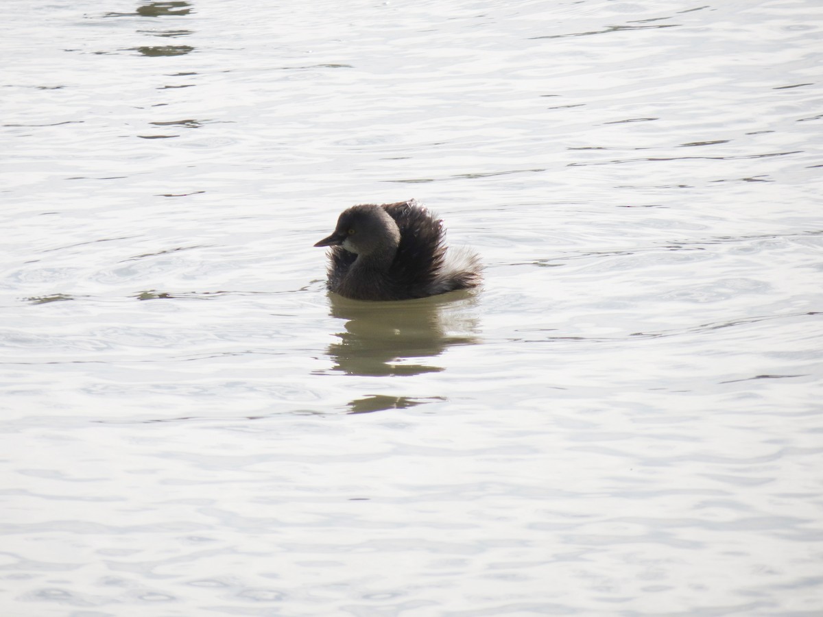 Least Grebe - ML618668935