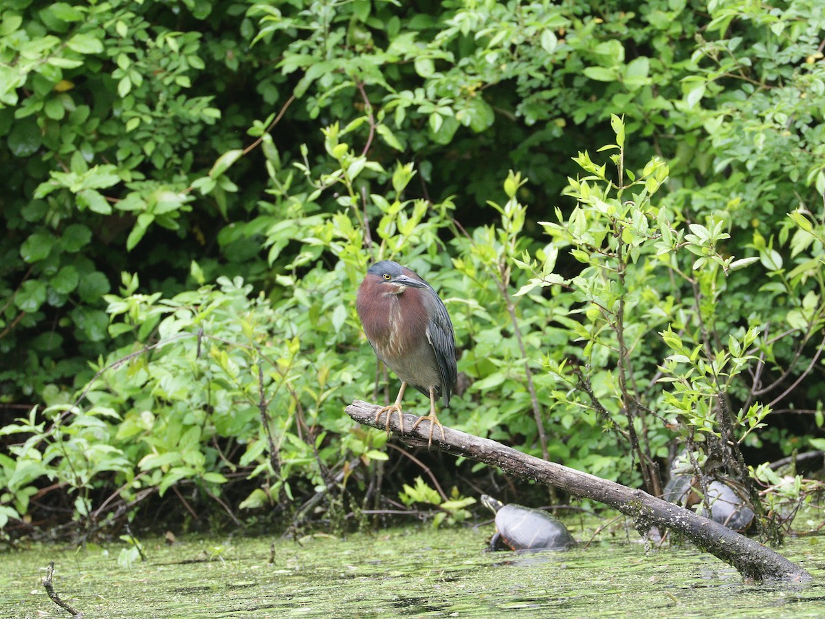 Green Heron - Mike Lee