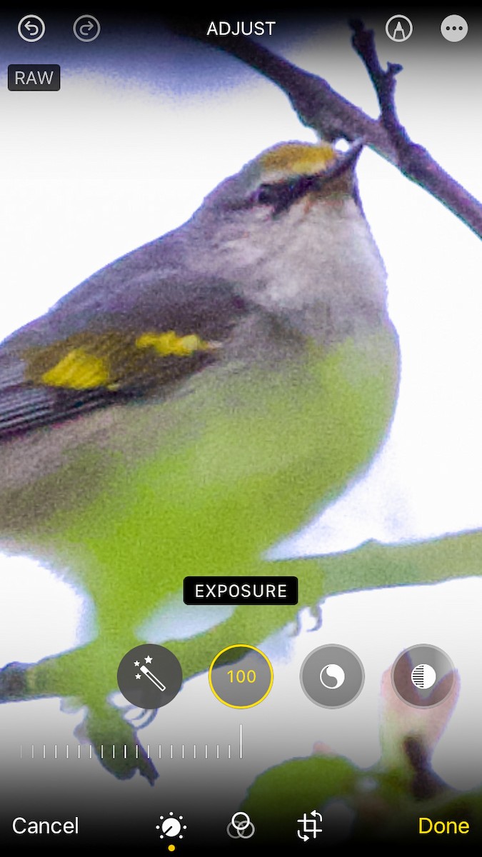 Brewster's Warbler (hybrid) - ML618668945