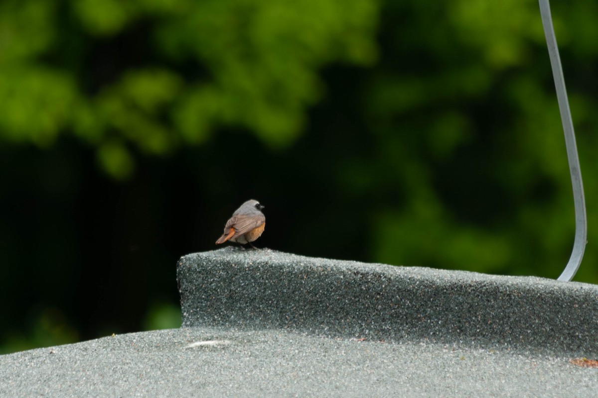 Common Redstart - ML618668947