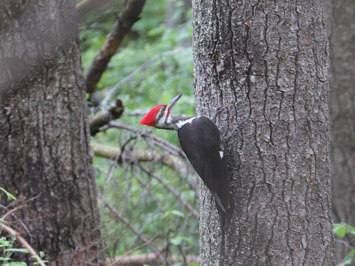 Pileated Woodpecker - Mike Lee