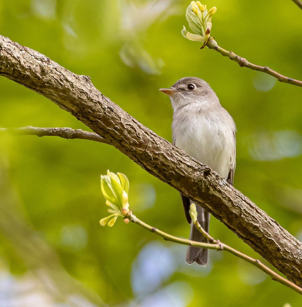 Mosquero Mínimo - ML618668956