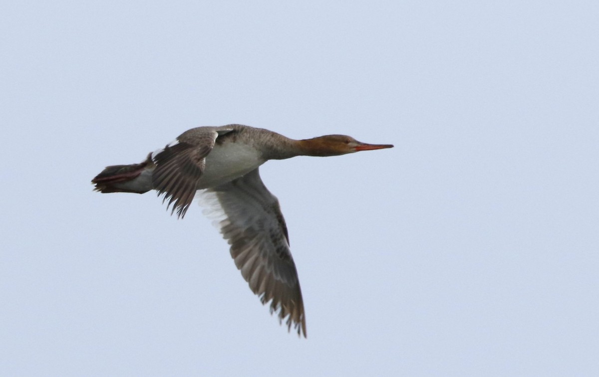 Red-breasted Merganser - ML618668960