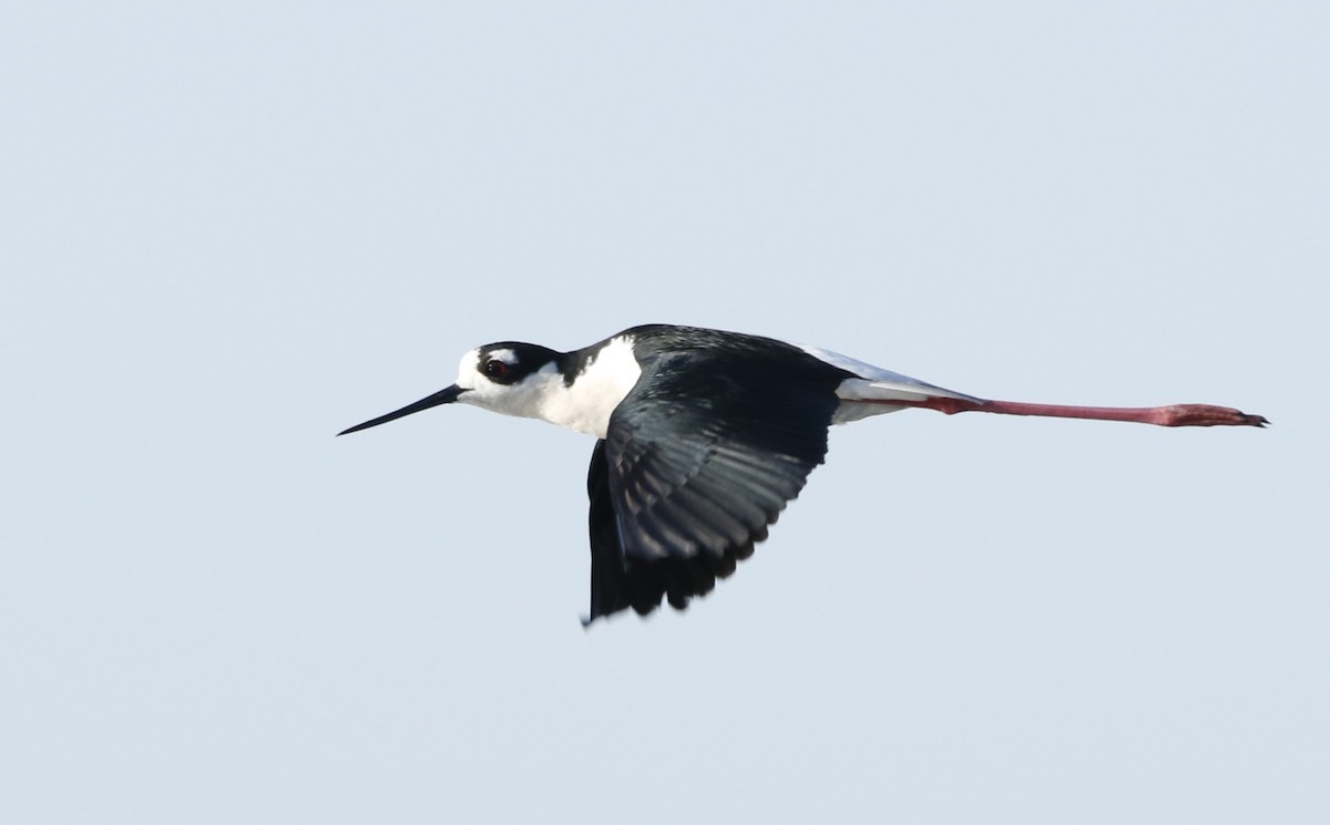 Black-necked Stilt - Henry Gorski