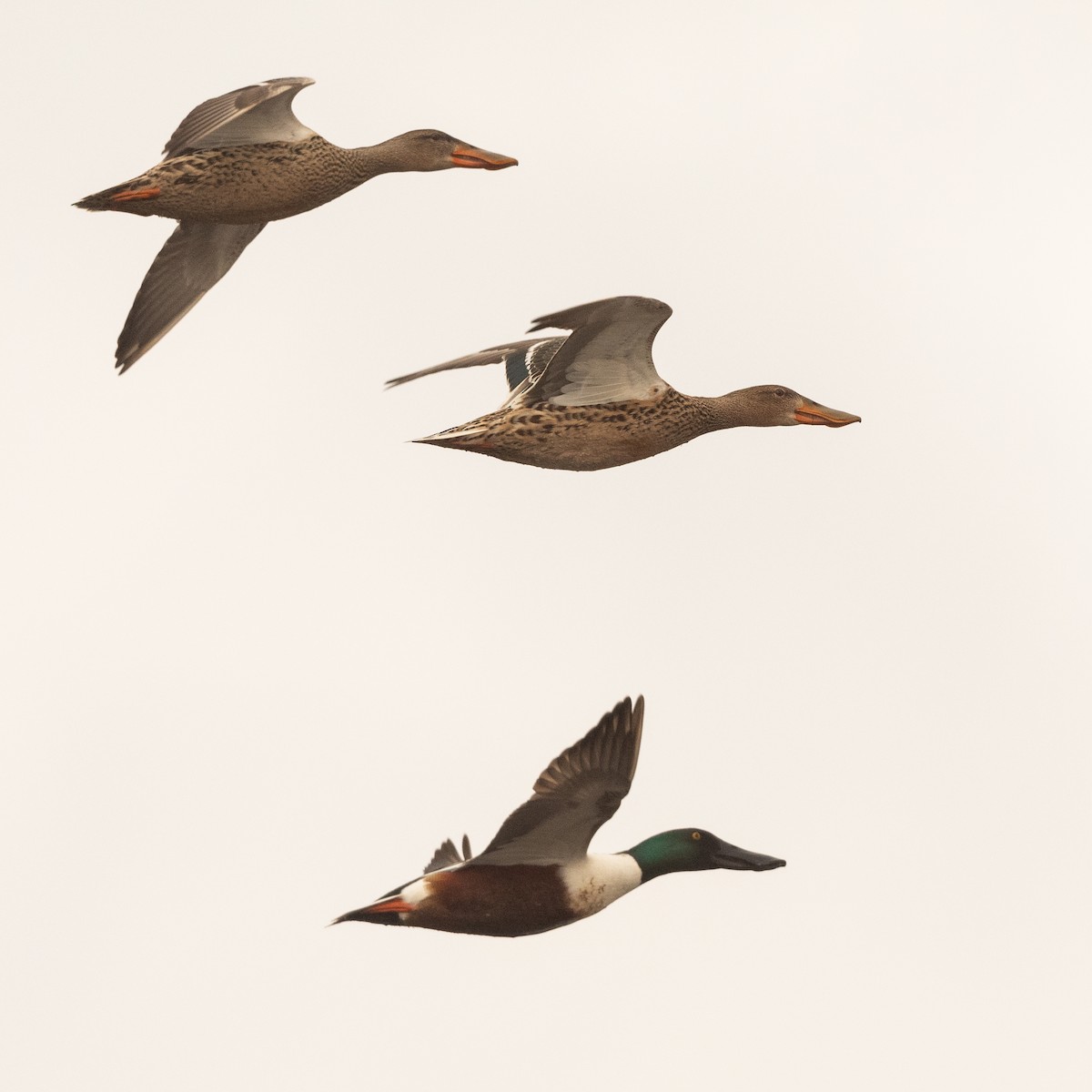 Northern Shoveler - ML618668984