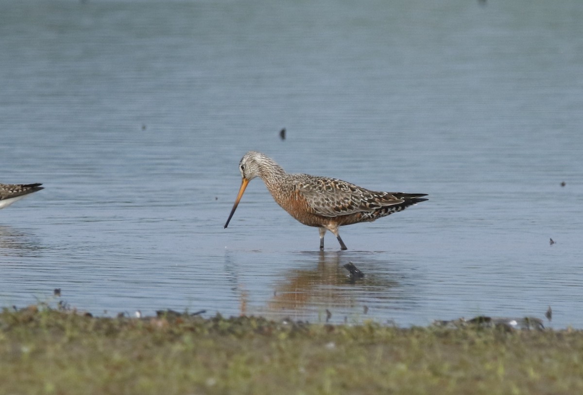 Hudsonian Godwit - ML618668992