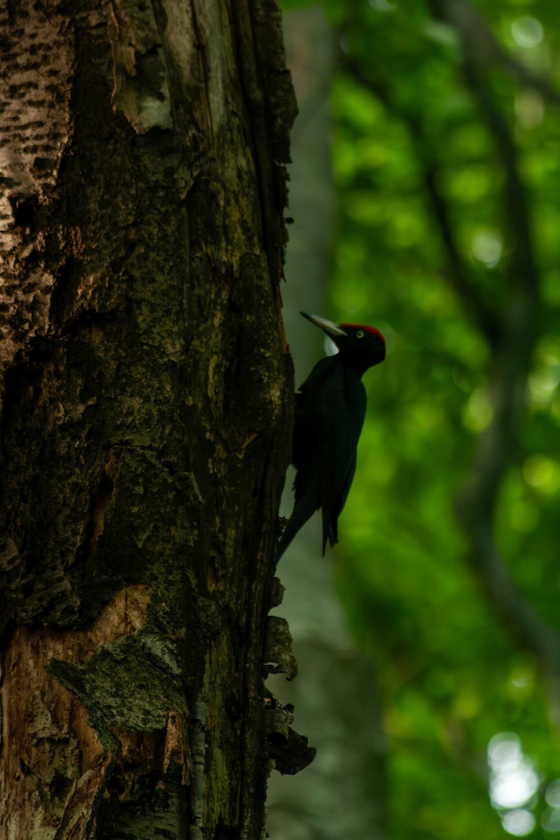 Black Woodpecker - ML618668997