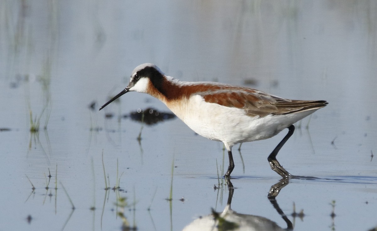 Wilson's Phalarope - ML618669000