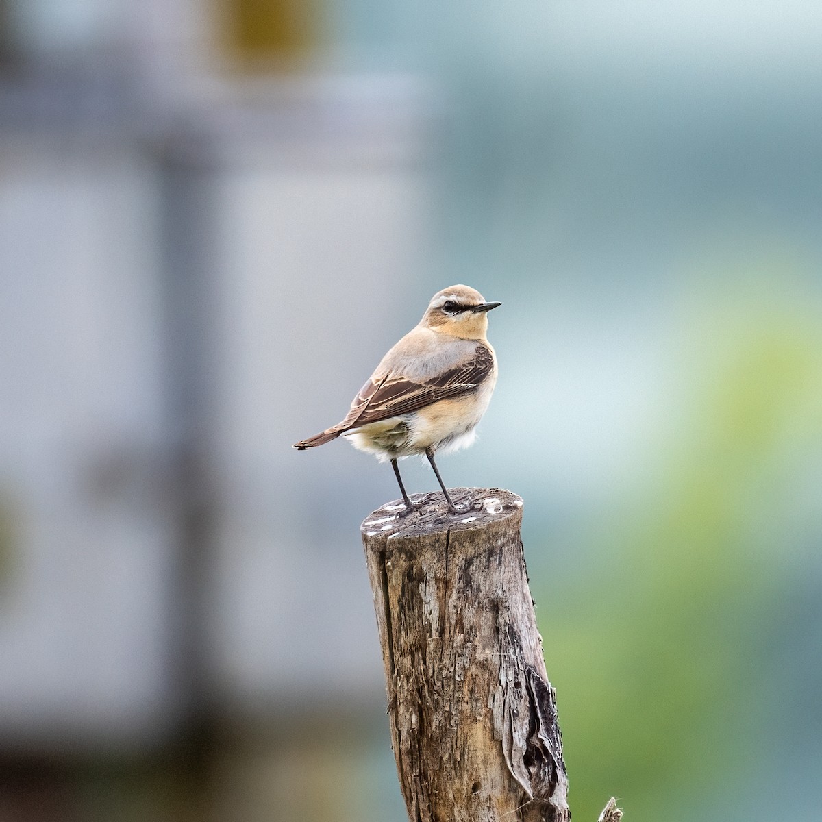 Northern Wheatear - ML618669009