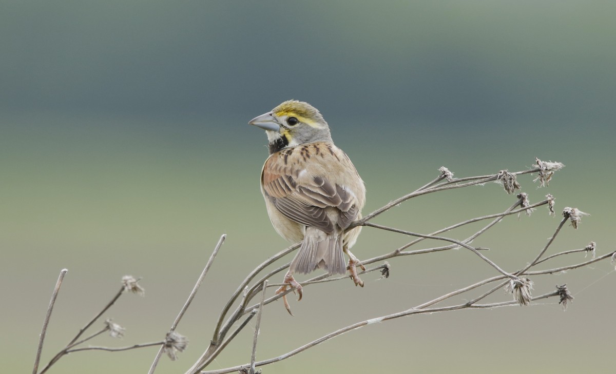 Dickcissel - ML618669015