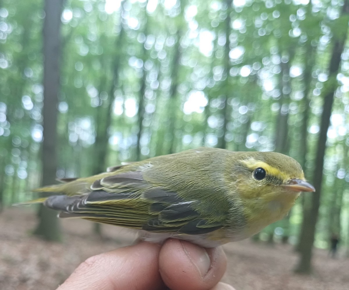 Wood Warbler - David Martinovský