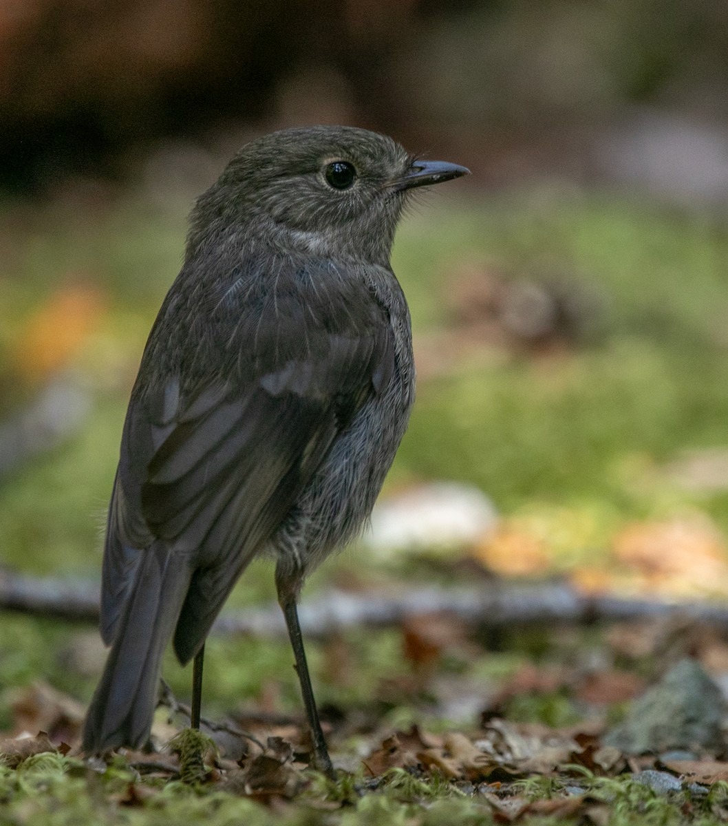 South Island Robin - Hoeckman's Wildlife