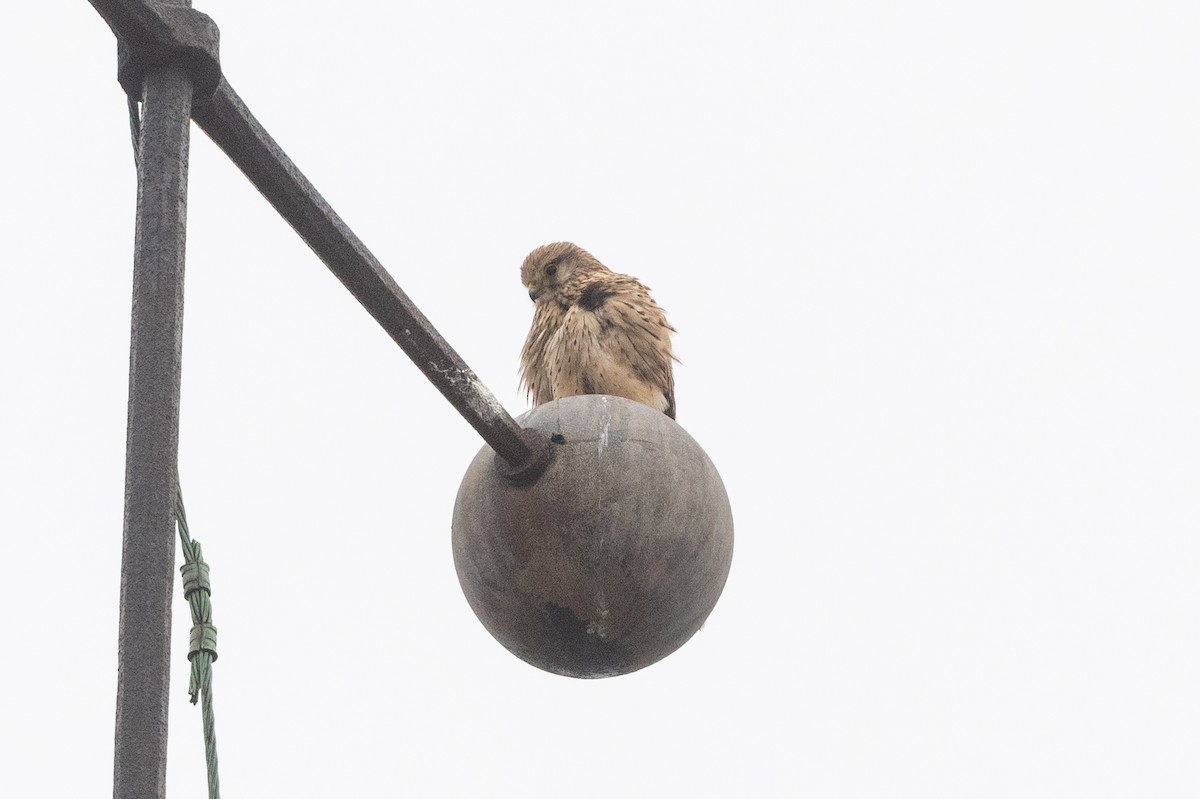 Eurasian Kestrel - Hans Norelius