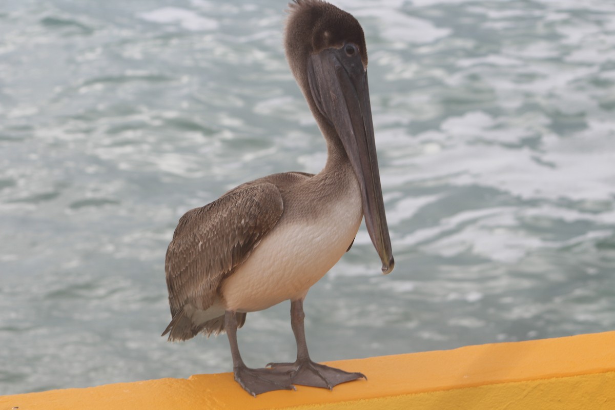 Brown Pelican - ML618669071